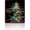 legend