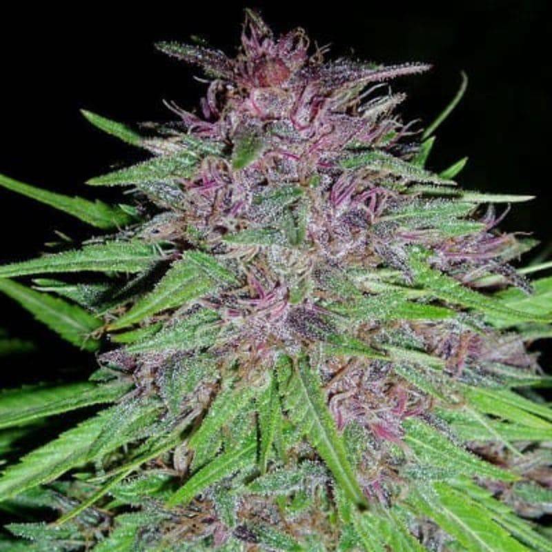 ErdPurt · Ace Seeds · semi di canapa · Fem