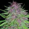 ErdPurt · Ace Seeds · sementes de maconha  · Fem