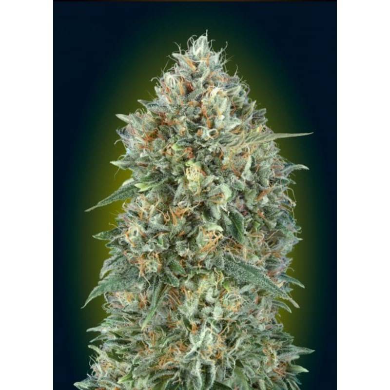 Auto Gelatto 33 · Advanced Seeds · sementes de maconha · AutoFem