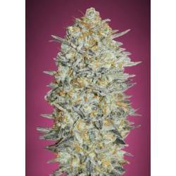 Gelato 33 · Advanced Seeds...