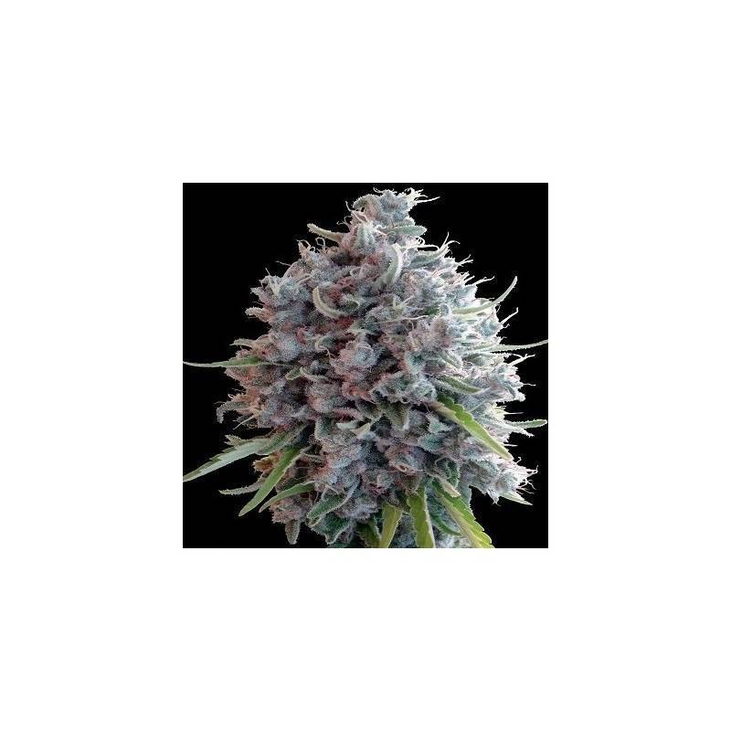 Killer A5 Haze · Ace Seeds · sementes de maconha  · Fem
