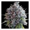 Killer A5 Haze · Ace Seeds · graines de cannabis  · Fem