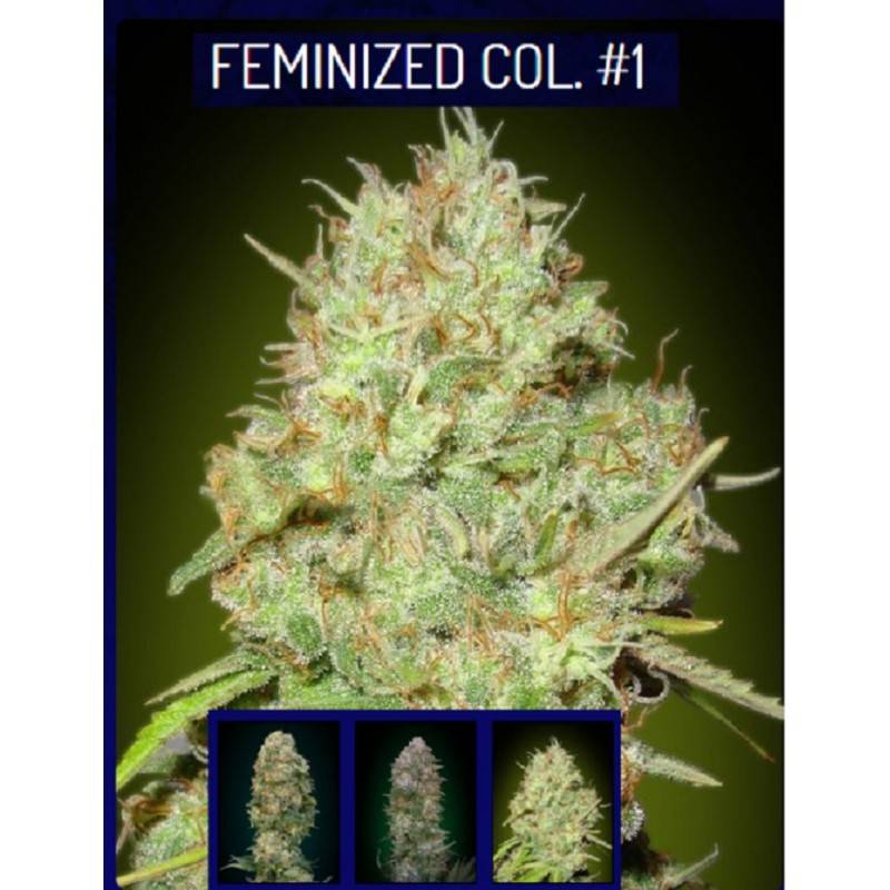 Feminized Col 1 · Advanced Seeds · cannabis samen · Fem