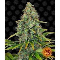BLUEBERRY CHEESE AUTO ·...