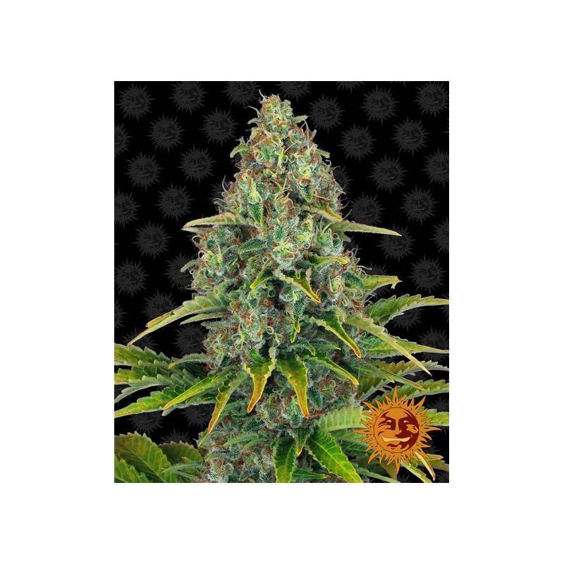 Blueberry Cheese Auto: Fusão Doce e Picante | Barney's Farm