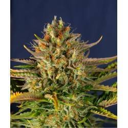 AUTO CREAM MANDARINE
