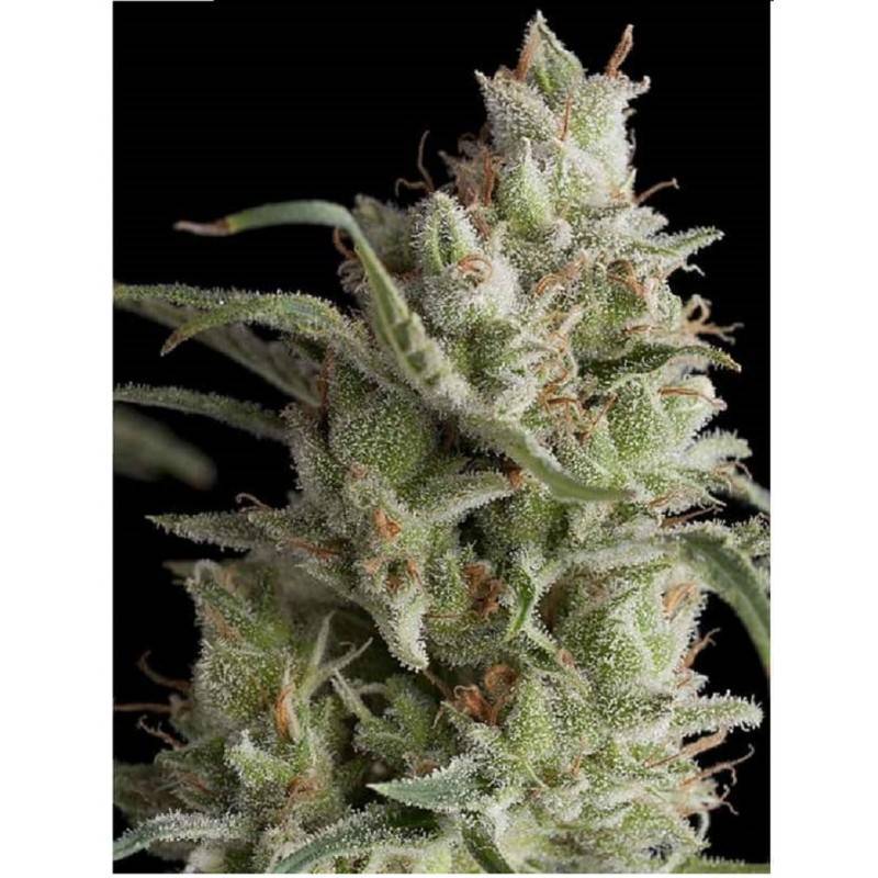 AUTO OG KUSH