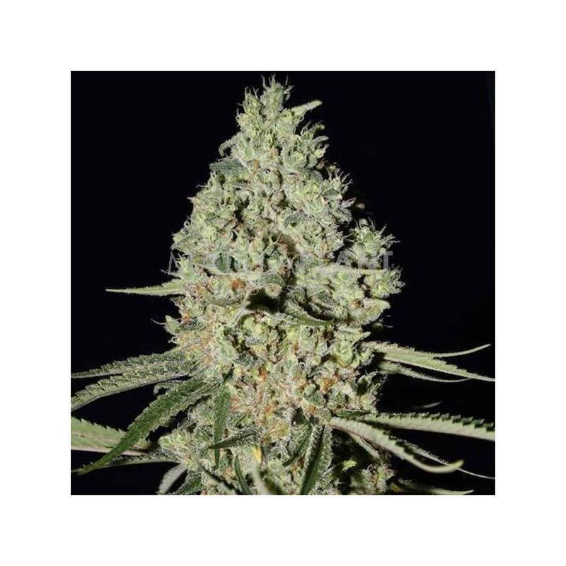 CRITICAL WIDOW
