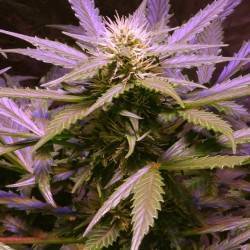 AUTO LEMON OG HAZE