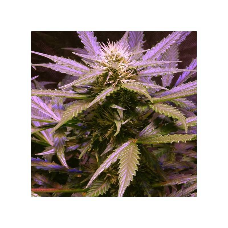 AUTO LEMON OG HAZE AUTO LEMON OG HAZE