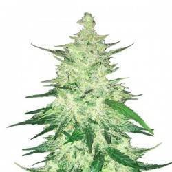 CBD Auto 1:1 (CBD Crack) ·...