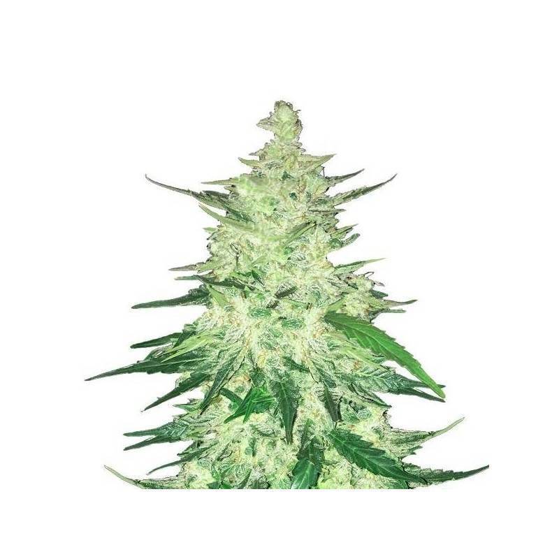 CBD Auto 1:1 (CBD Crack) · FastBuds Seeds · kaufen cannabis samen · AutoFem