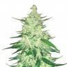 CBD Auto 1:1 (CBD Crack) · FastBuds Seeds · semillas de marihuana · AutoFem
