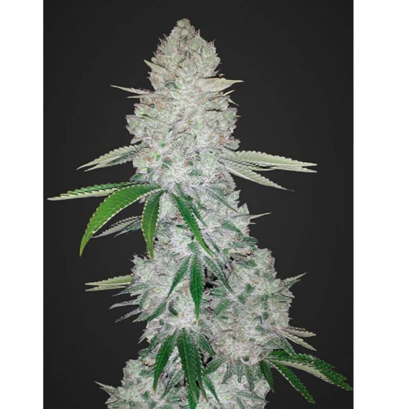 GORILLA GLUE AUTO: Semi AuGorilla Glue Auto – Semi Autofiorenti di Cannabis Dr. Green Seedstofiorenti Dr Green Seeds