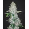 GORILLA GLUE AUTO: Semi AuGorilla Glue Auto – Semi Autofiorenti di Cannabis Dr. Green Seedstofiorenti Dr Green Seeds