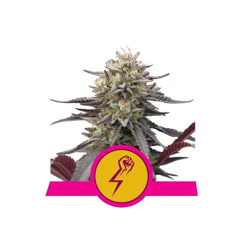 GREEN CRACK PUNCH · Royal Queen Seeds · graines de cannabis · Fem