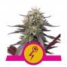GREEN CRACK PUNCH · Royal Queen Seeds · sementes de maconha · Fem