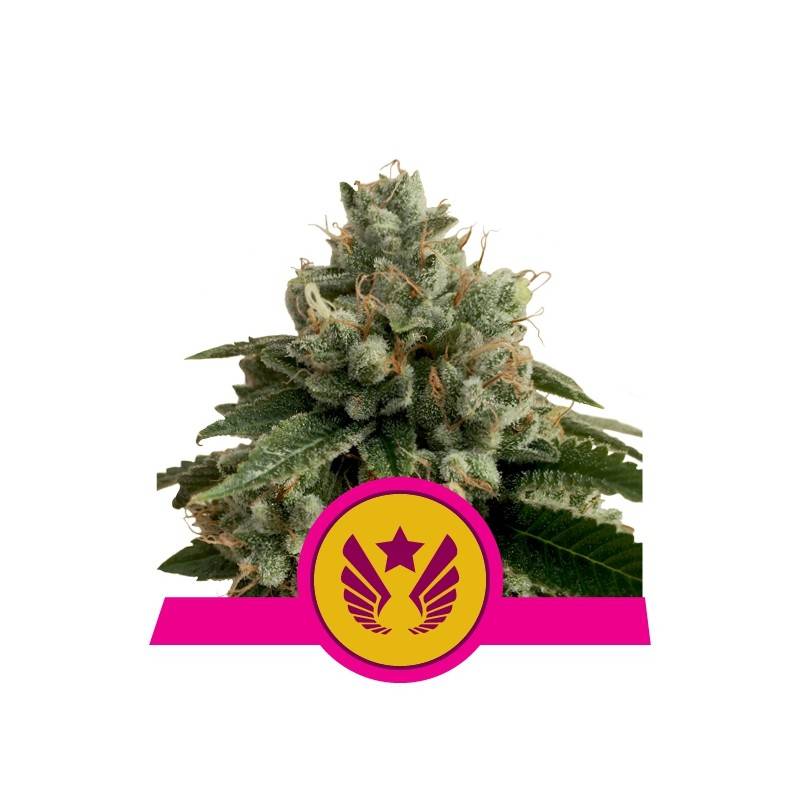 LEGENDARY OG PUNCH  · Royal Queen Seeds · graines de cannabis · Fem