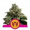 LEGENDARY OG PUNCH · Royal Queen Seeds · sementes de maconha · Fem