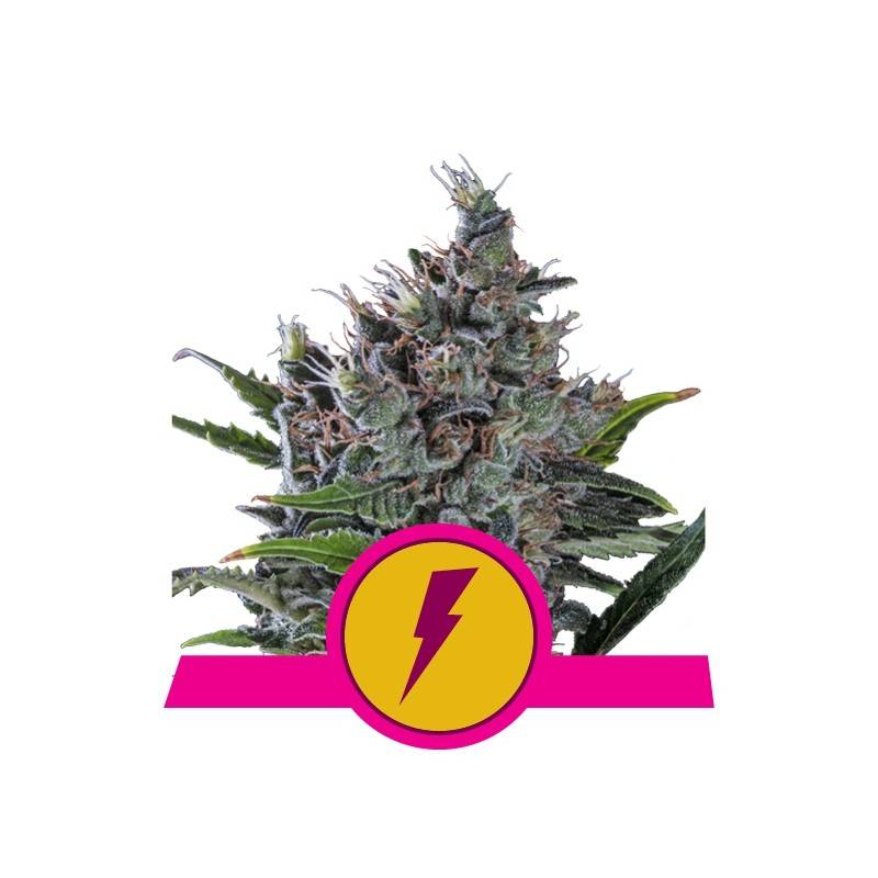NORTH THUNDERFUCK  · Royal Queen Seeds · semillas de marihuana · Fem