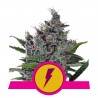 NORTH THUNDERFUCK · Royal Queen Seeds · semi di canapa · Fem