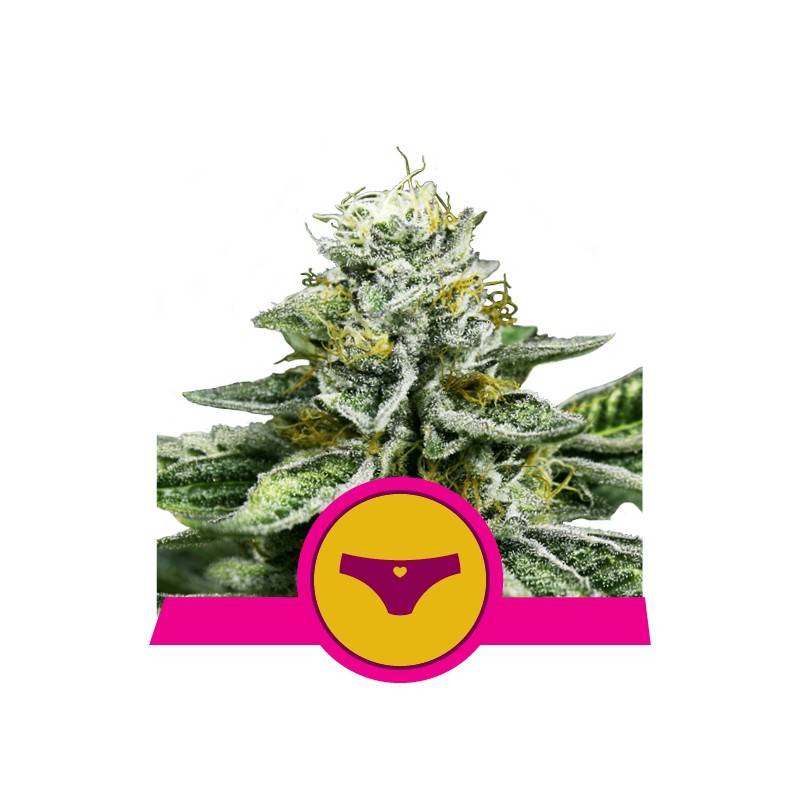 SHERBET QUEEN · Royal Queen Seeds · cannabis seeds · Fem