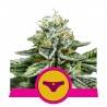 SHERBET QUEEN · Royal Queen Seeds · cannabis seeds · Fem