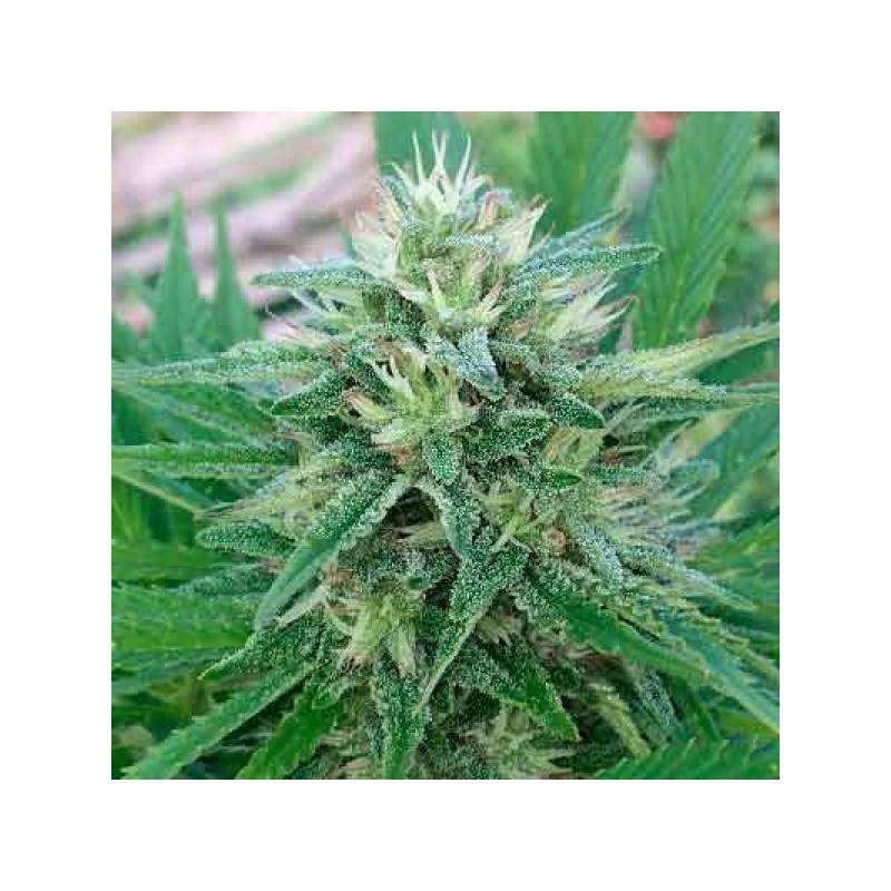 PANAMA X BANGI HAZE · Ace Seeds · semillas de marihuana · Fem