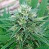 PANAMA X BANGI HAZE · Ace Seeds · graines de cannabis  · Fem