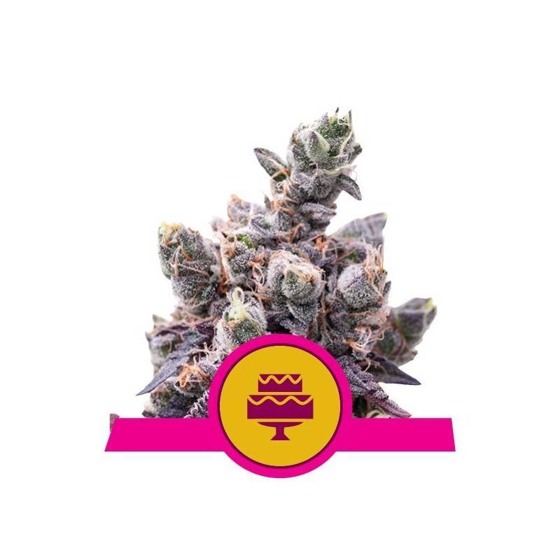 WEDDING GELATO · Royal Queen Seeds · semillas de marihuana · Fem