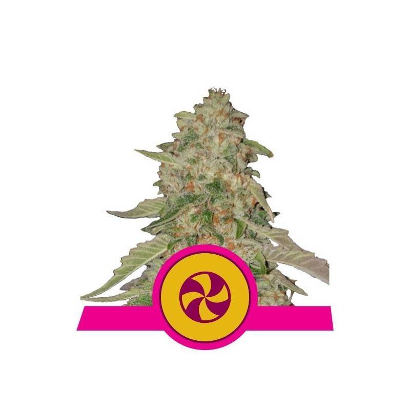 SWEET ZZ  · Royal Queen Seeds · cannabis samen · Fem