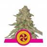 SWEET ZZ · Royal Queen Seeds · semillas de marihuana · Fem