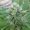 PANAMA X MALAWI · Ace Seeds · semillas de marihuana · Fem