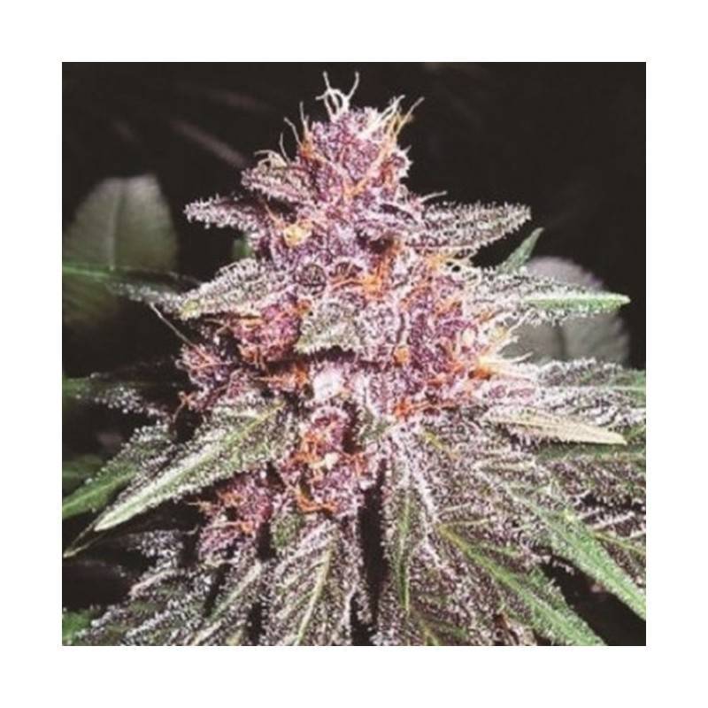VIOLETA · Ace Seeds · sementes de maconha  · Fem