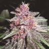 VIOLETA · Ace Seeds · sementes de maconha  · Fem