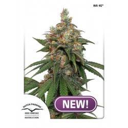 HIFI 4G · Dutch Passion ·...