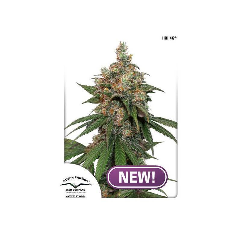 HIFI 4G · Dutch Passion · cannabis seeds · Fem
