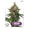 HIFI 4G · Dutch Passion · kaufen cannabis samen · Fem