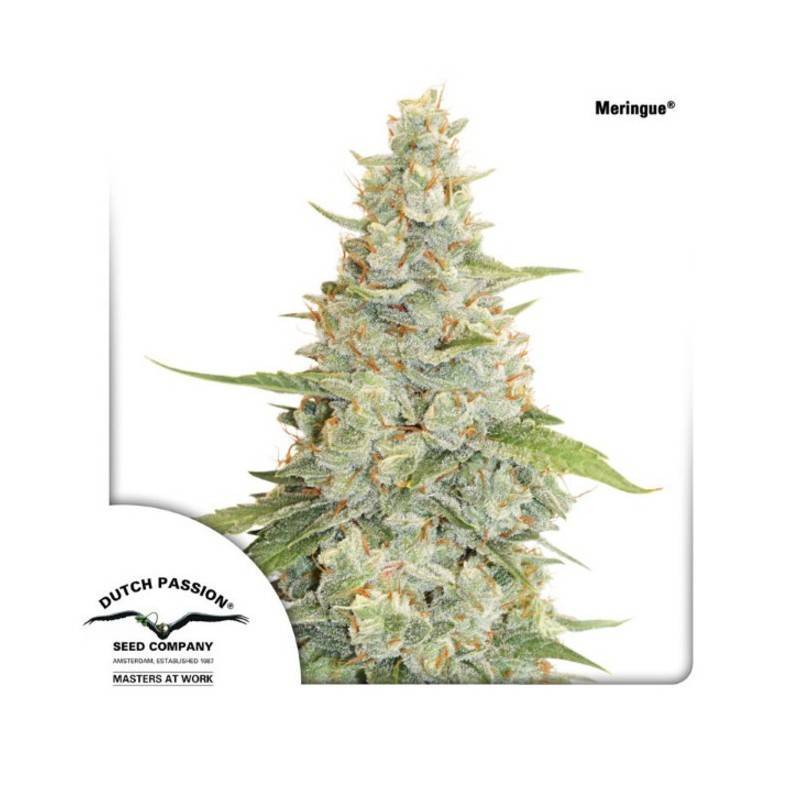 MERINGUE · Dutch Passion · sementes de maconha · Fem