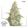 MERINGUE · Dutch Passion · graines de cannabis · Fem