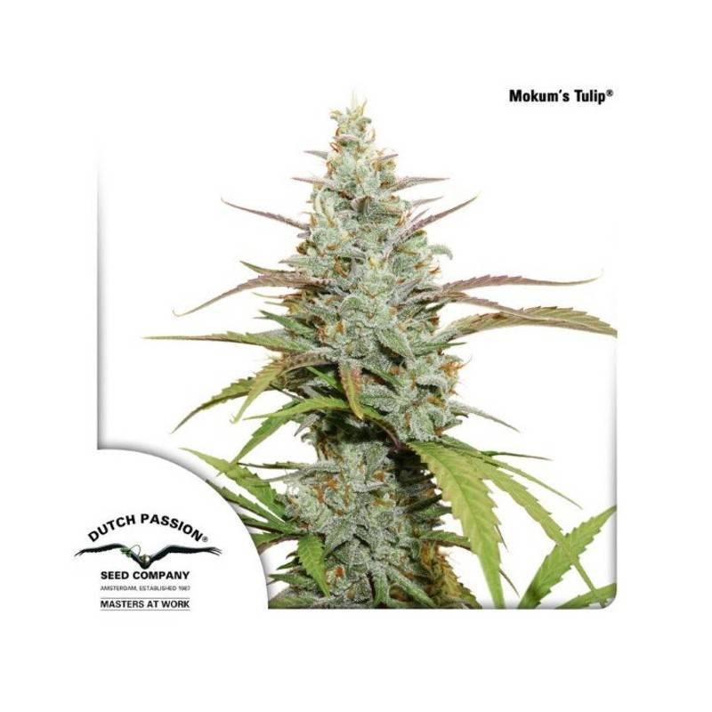 MOKUM'S TULIP · Dutch Passion · sementes de maconha · Fem