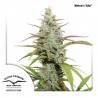 MOKUM'S TULIP · Dutch Passion · sementes de maconha · Fem
