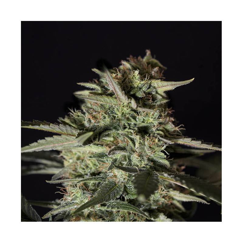 MEDIZINAL CBD · Genehtik · graines de cannabis · Fem