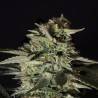 MEDIZINAL CBD · Genehtik · semi di canapa indiana · Fem