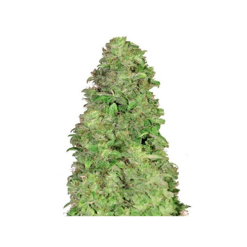 CBD Auto 20:1 · FastBuds Seeds · kaufen cannabis samen · AutoFem