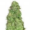 CBD Auto 20:1 · FastBuds Seeds · kaufen cannabis samen · AutoFem