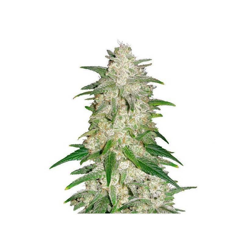 Sementes Gelato Auto | FastBuds | Sabor Gelado Artesanal
