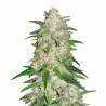Sementes Gelato Auto | FastBuds | Sabor Gelado Artesanal