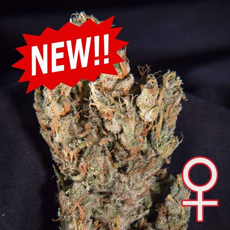 LEMON SPUTNIK AUTO · K.C.Brains Seeds · kaufen cannabis samen · AutoFem